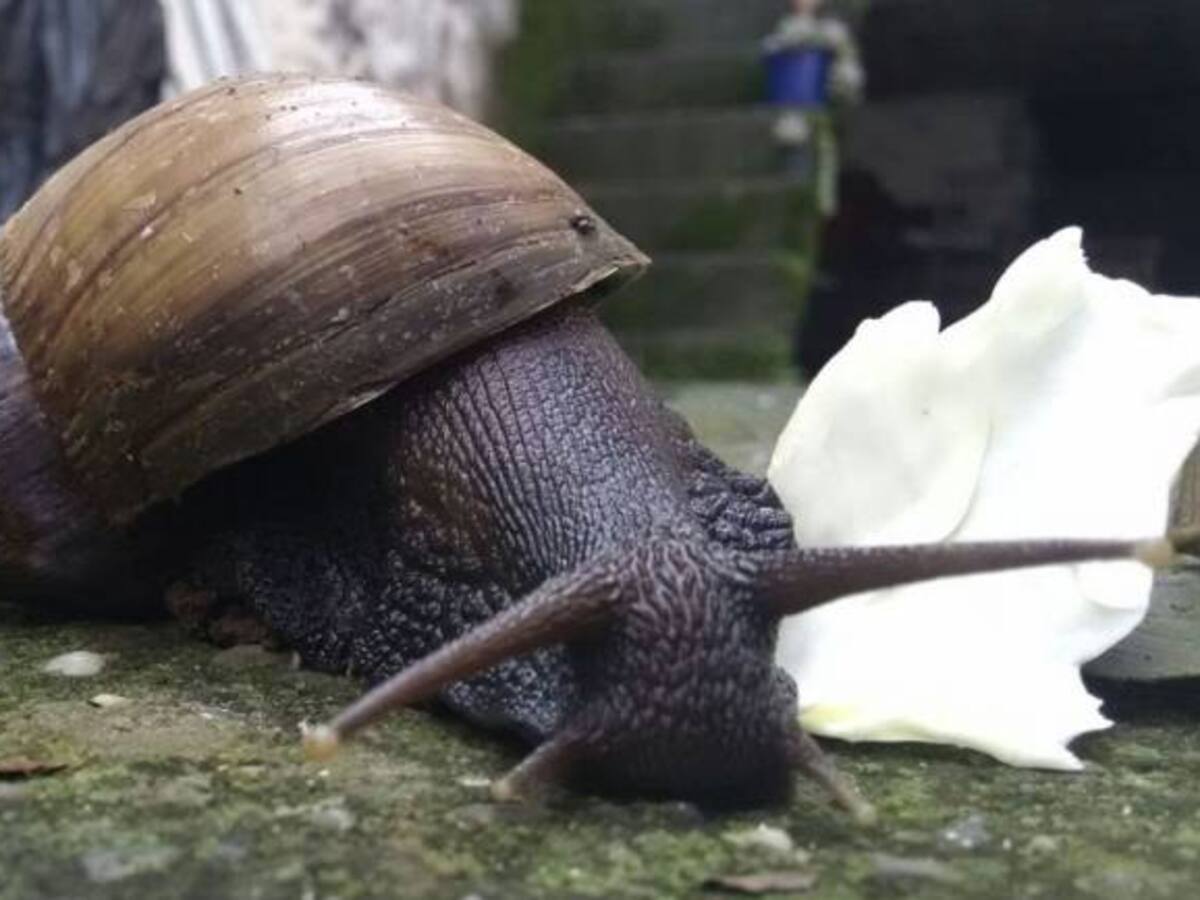 Siguen las problemáticas por la proliferación de los caracoles africanos
