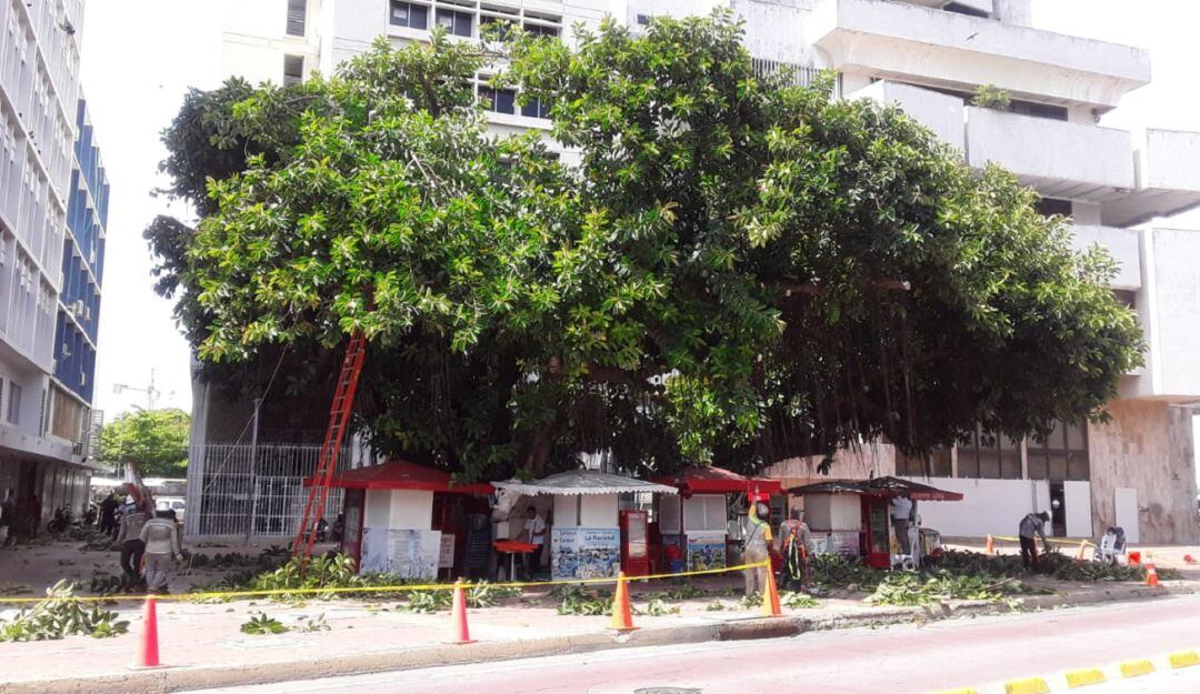 Estos trabajos obedecen a que el arbolado incide también sobre las redes del sistema eléctrico