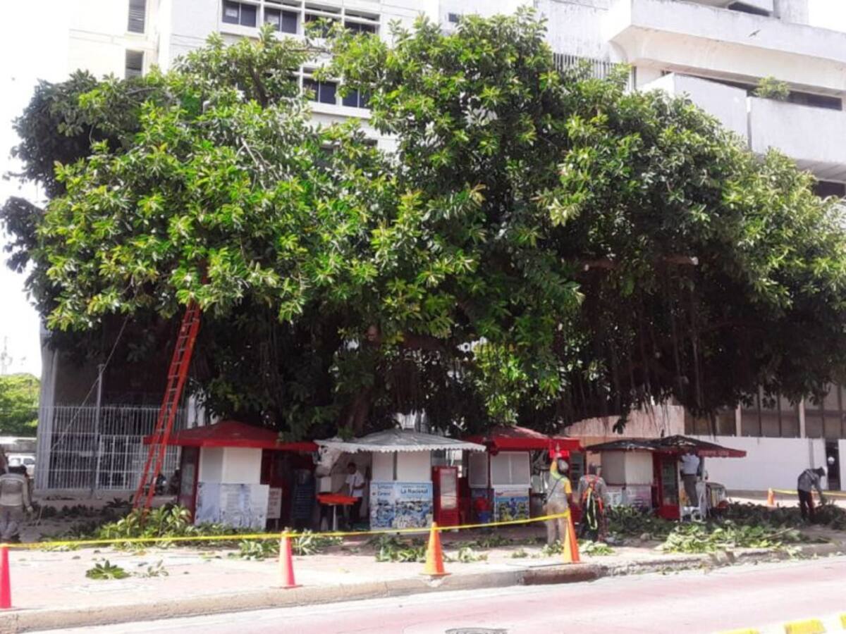 Epa y Afinia realizaron podas técnicas en Centro Histórico de Cartagena