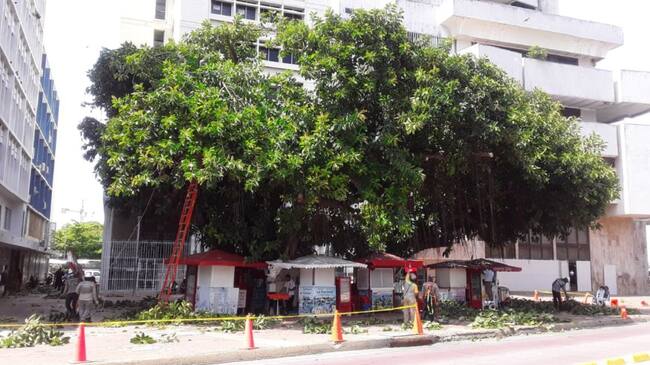 Estos trabajos obedecen a que el arbolado incide también sobre las redes del sistema eléctrico