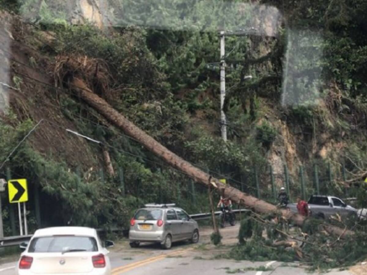 En el último mes cayeron 53 árboles en Bogotá