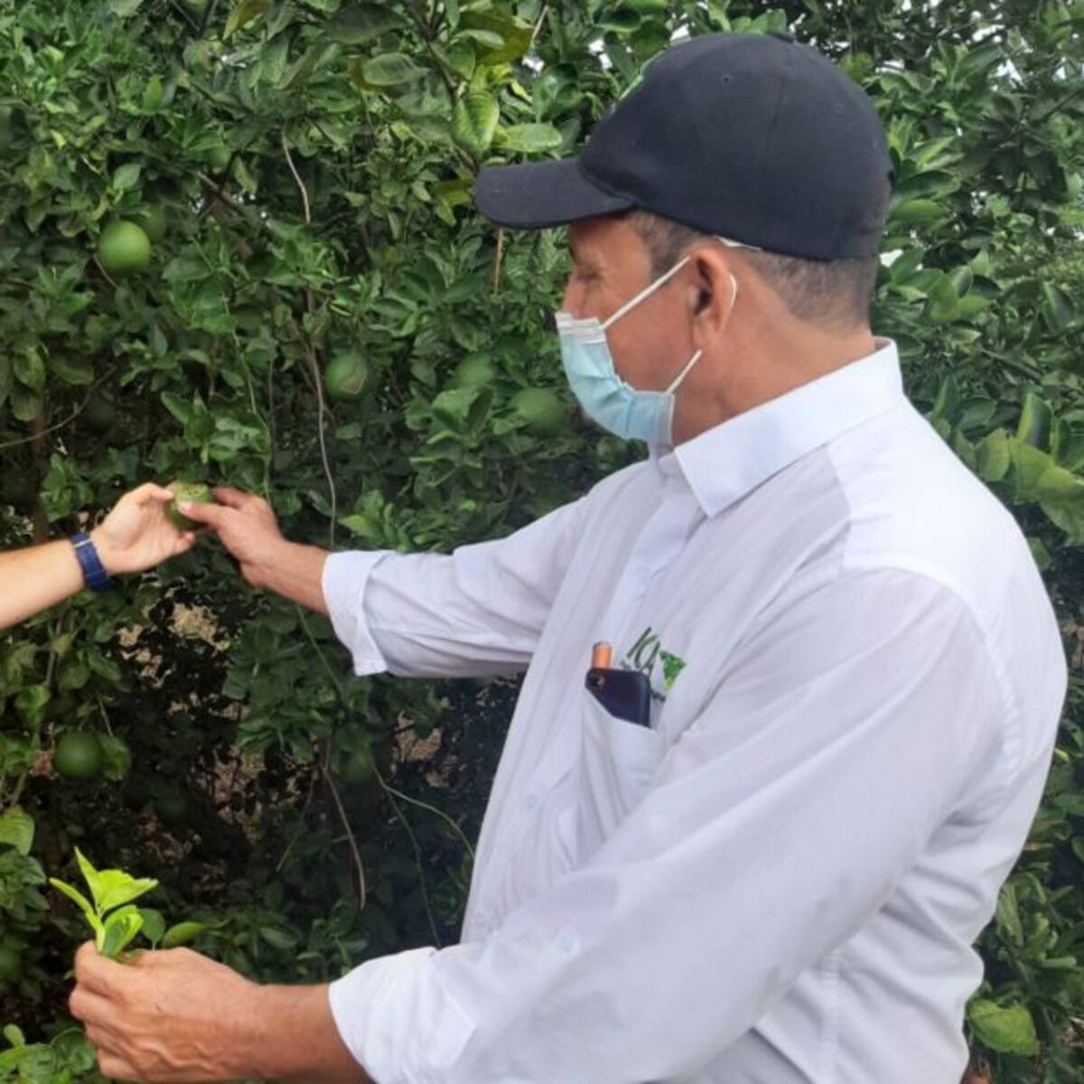 Así protegen de plagas los cultivos de cítricos en el sur del Magdalena