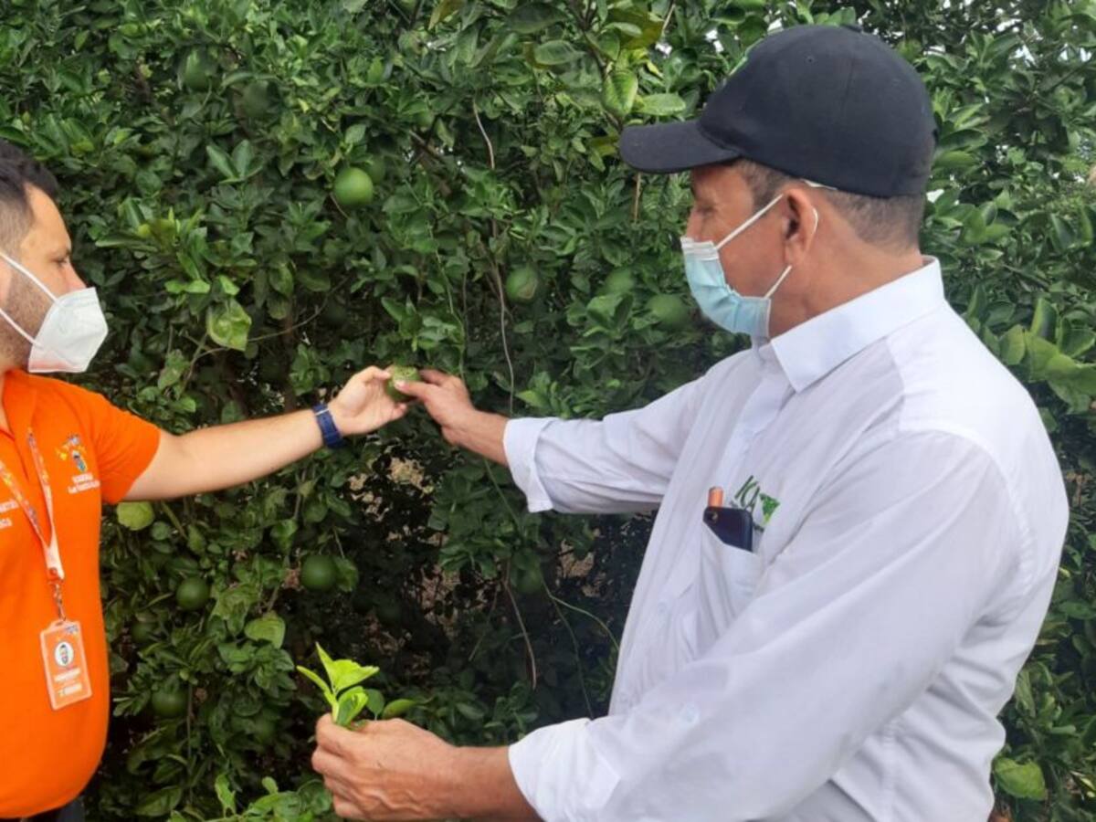 Así protegen de plagas los cultivos de cítricos en el sur del Magdalena
