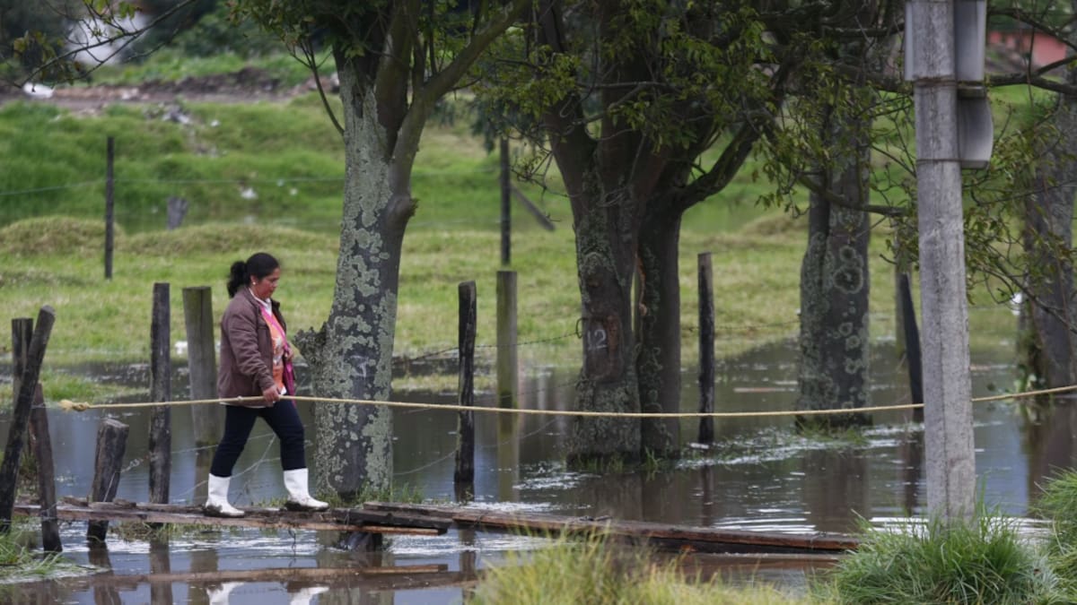 Se sembrarán 1 millón de árboles en la cuenca del Río Bogotá