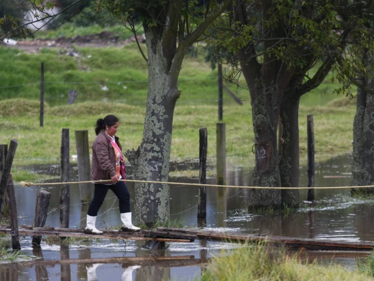 Se sembrarán 1 millón de árboles en la cuenca del Río Bogotá