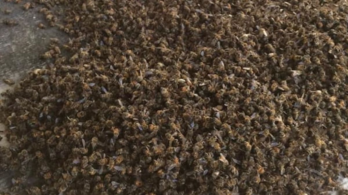 Apicultor afectado y gerente del Ica, Quindío