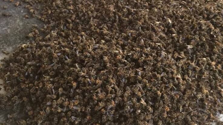 Apicultor afectado y gerente del Ica, Quindío