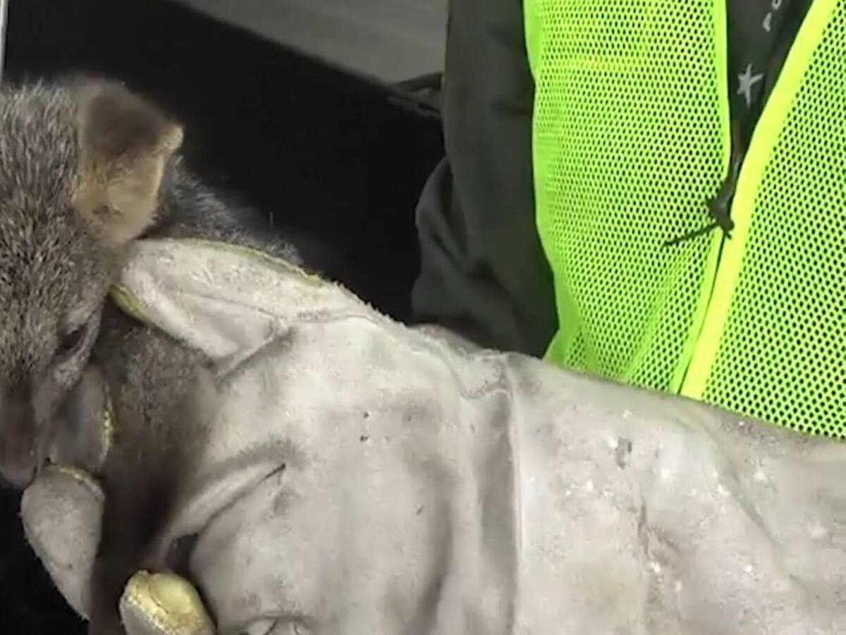 Seis zorros plateados y un tigrillo fueron rescatados en Caldas