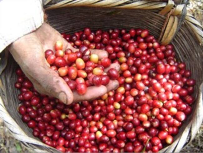 Producción cafetera en el 2010 podría estar por el orden de los 9.5 millones de sacos: Minhacienda