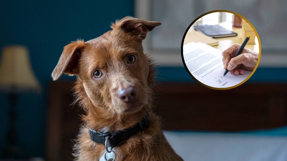 Las mascotas pueden recibir una herencia en Colombia: ¿sí o no?
