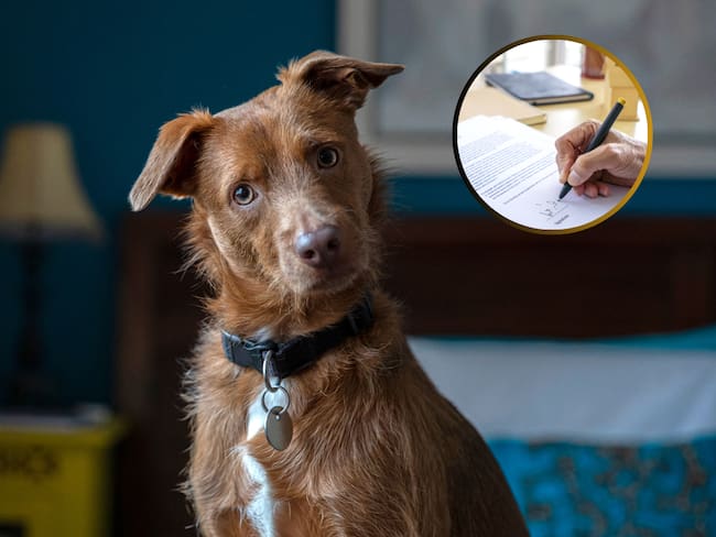 Un perro sorprendido y de fondo una persona firmando un documento.(Fotos vía Getty Images)