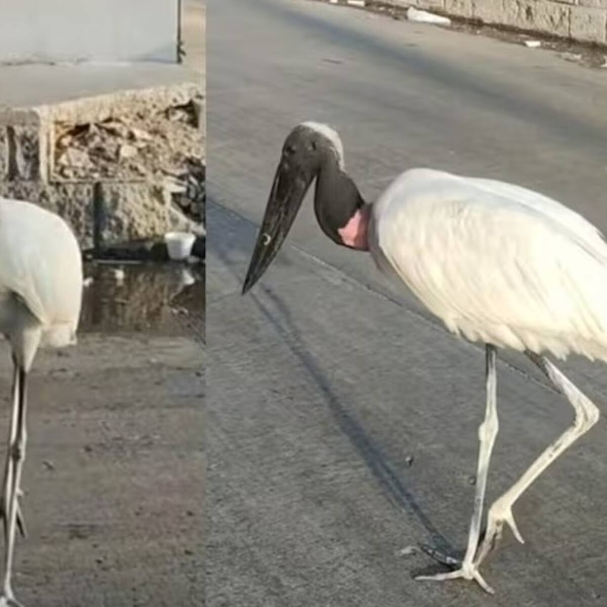 “No es serio”: Concejo cuestiona gestión de Barranquilla Verde tras muerte de cigüeña jaribú