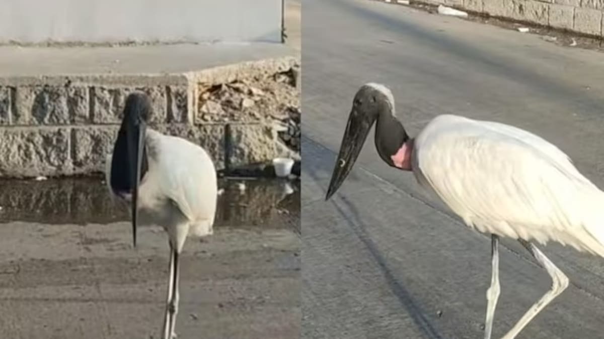“No es serio”: Concejo cuestiona gestión de Barranquilla Verde tras muerte de cigüeña jaribú