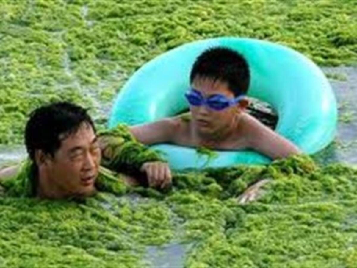 El Mar Amarillo, nuevamente afectado por plaga de algas verdes