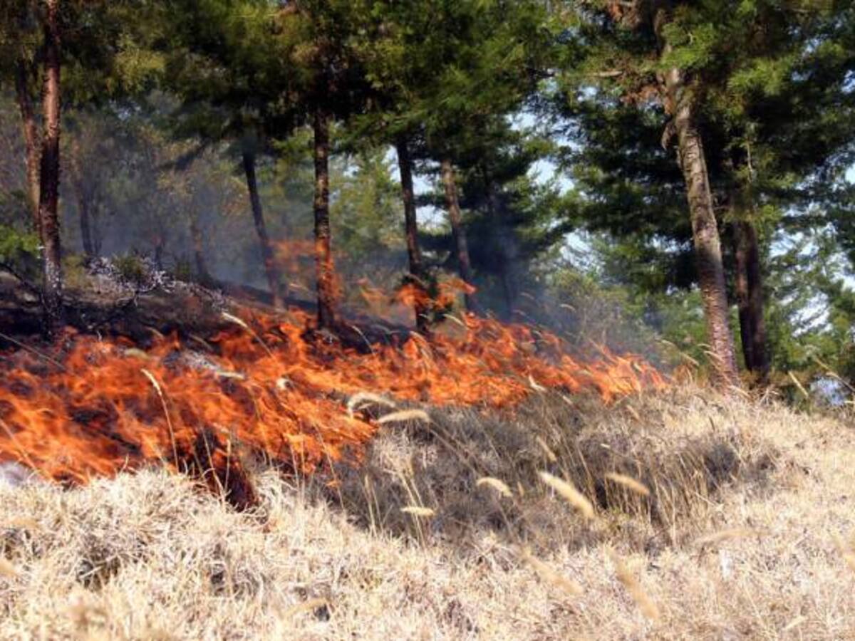 Controlan incendios forestales en el parque natural 'Las Hermosas' en Tolima
