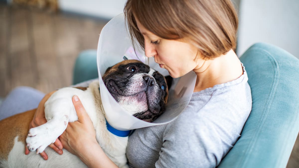 Corte protege derecho de estudiante a ingresar con perro de apoyo emocional a universidad