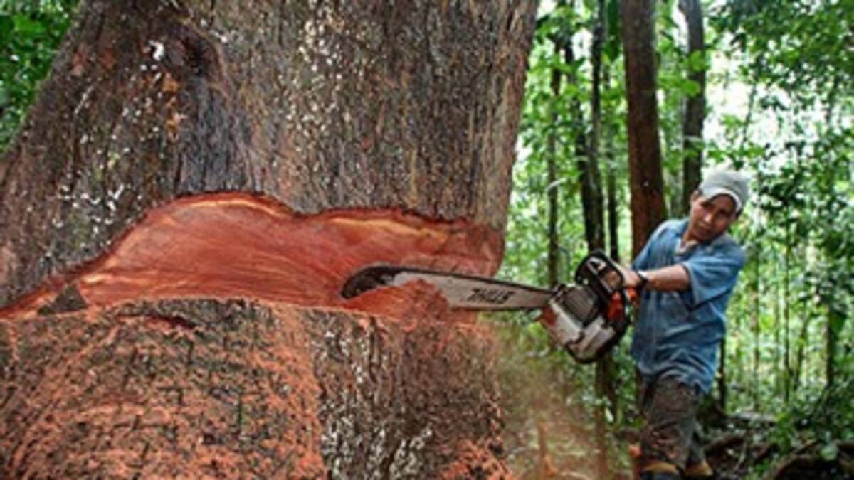 Colombia perdió 240 mil hectáreas de bosque en cinco años