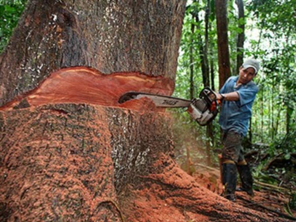 Colombia perdió 240 mil hectáreas de bosque en cinco años