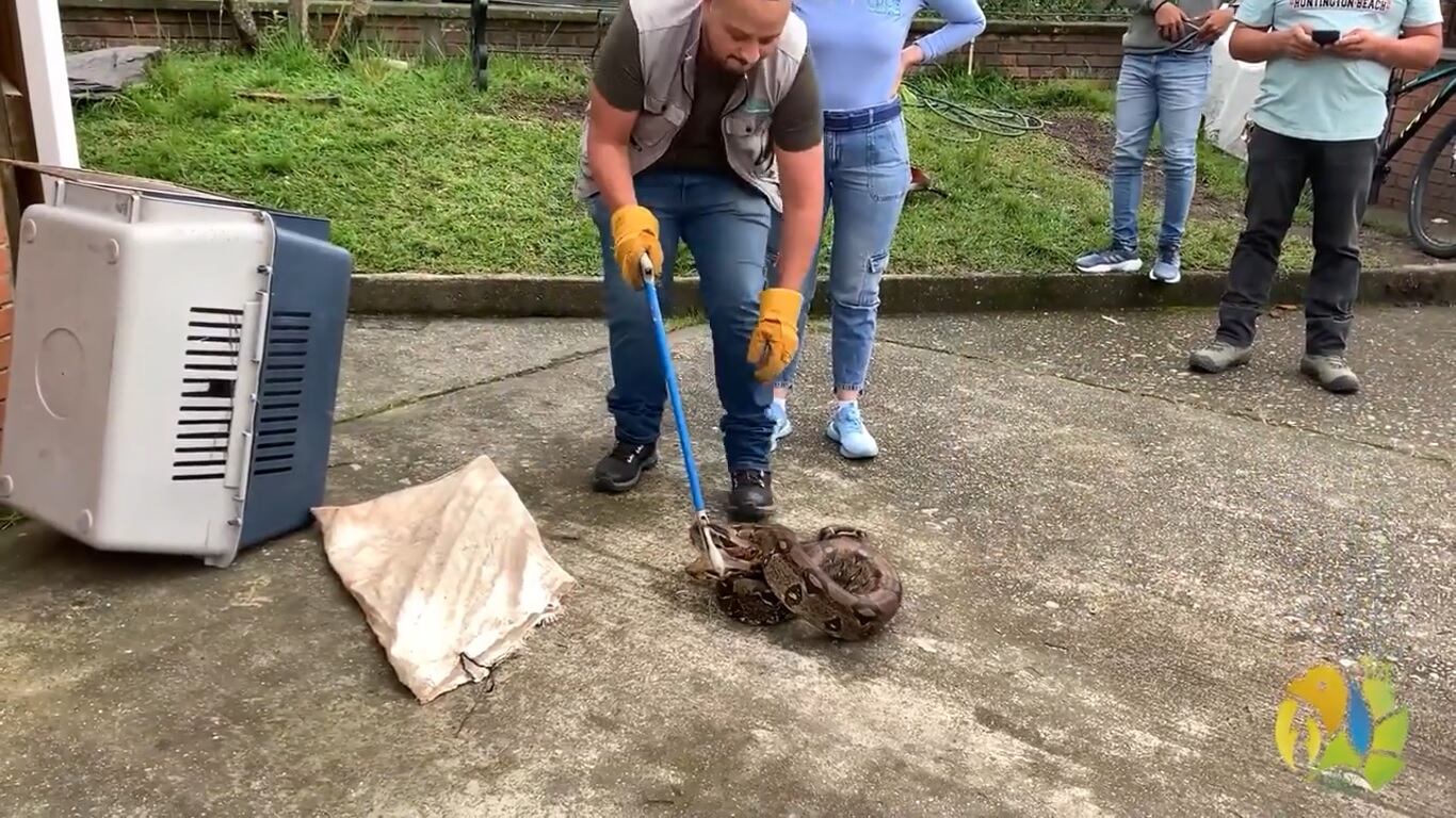 Boa constrictor rescatada en La Tebaida, Quindío Foto Cortesía CRQ