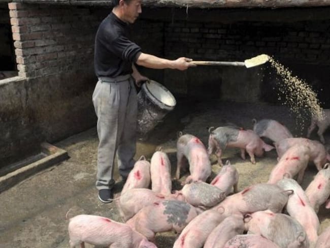 Cómo proteger su finca de la peste porcina africana