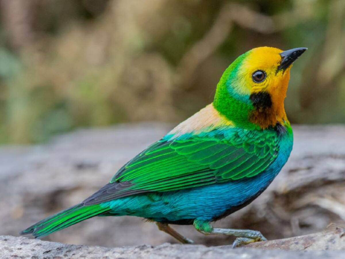 En 29 municipios de Boyacá podrá realizar aviturismo en el Global Big Day 2023