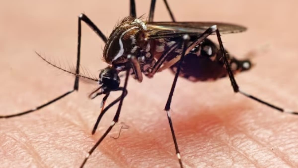 Alerta en el Quindío por brote de dengue en varios municipios, ya son 321 casos