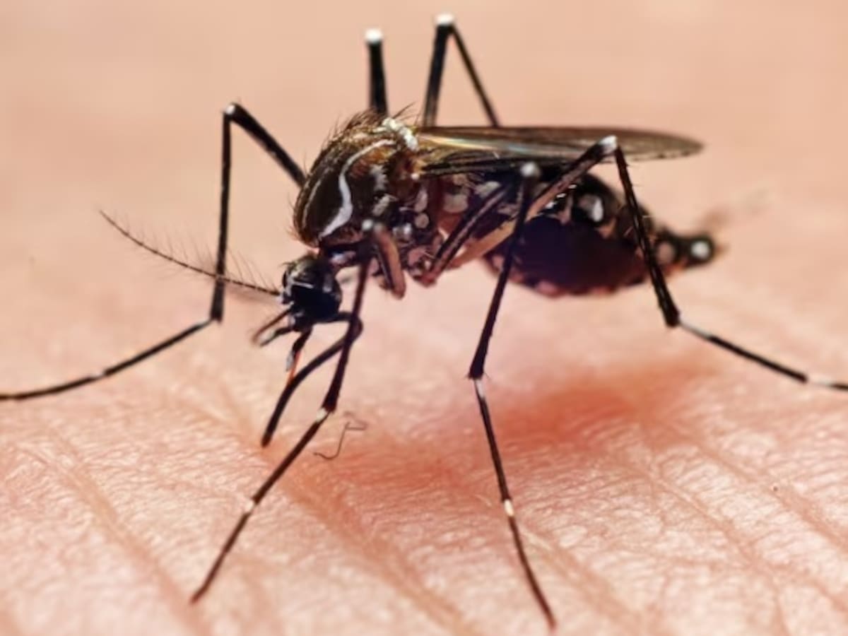 Alerta en el Quindío por brote de dengue en varios municipios, ya son 321 casos