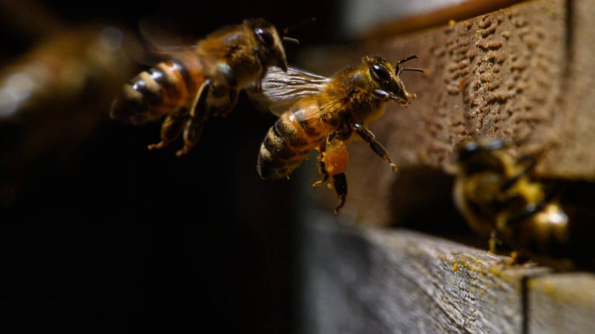 La suspensión del Fipronil es insuficiente para proteger las abejas