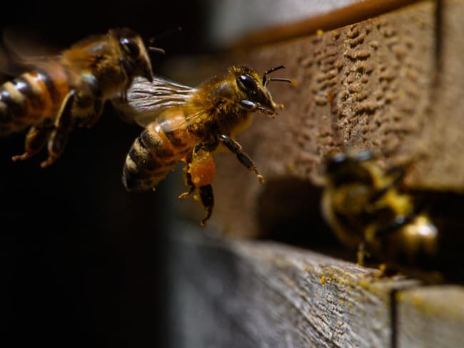 Abejas, apicultura