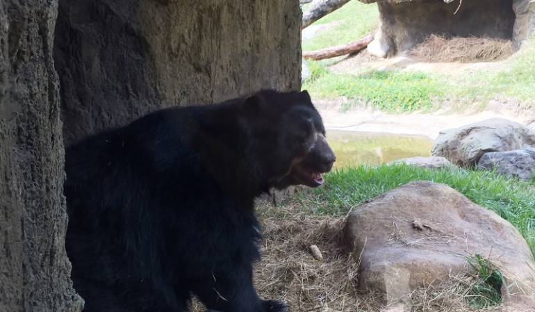 Este oso aún no se ha encontrado con su nueva compañera. 