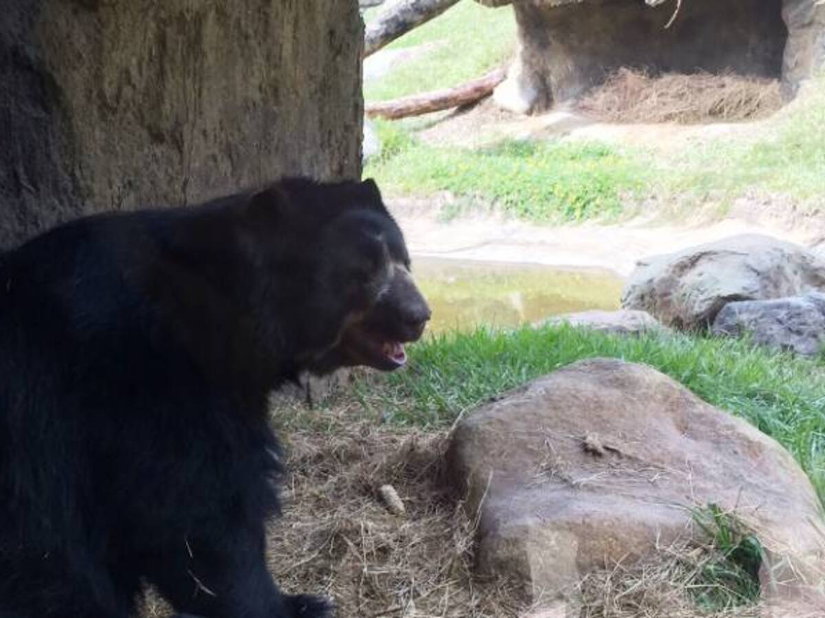 Inició la operación 'Arca de Noé' para el traslado de animales a Ukumarí