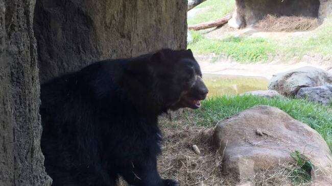 Este oso aún no se ha encontrado con su nueva compañera.