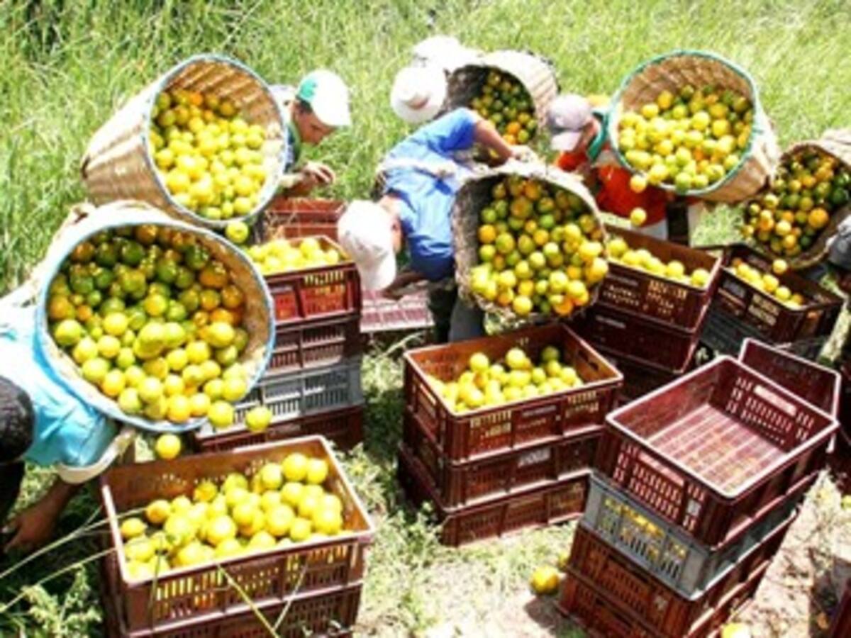 El fenómeno del ‘Niño’ no ha afectado producción de alimentos en el país: SAC