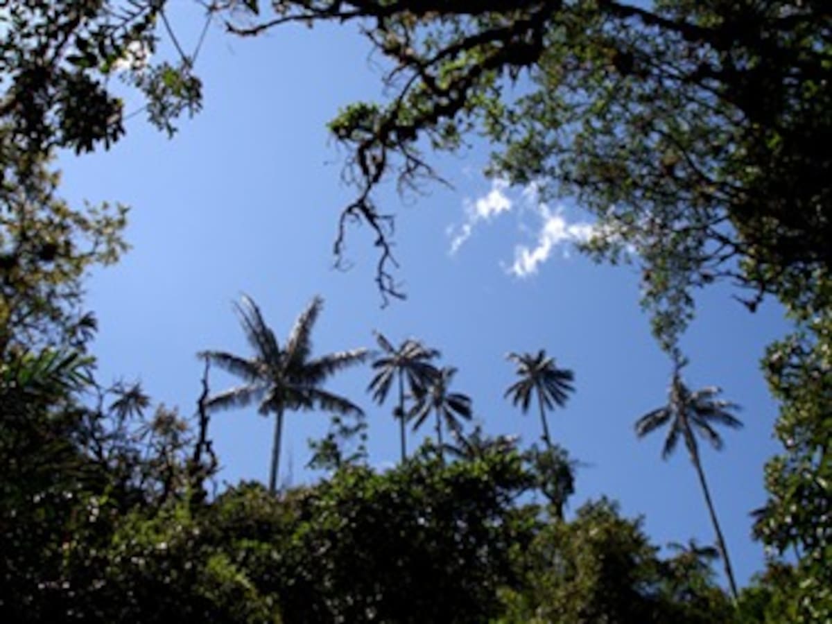 Palmas colombianas, con gran potencial económico