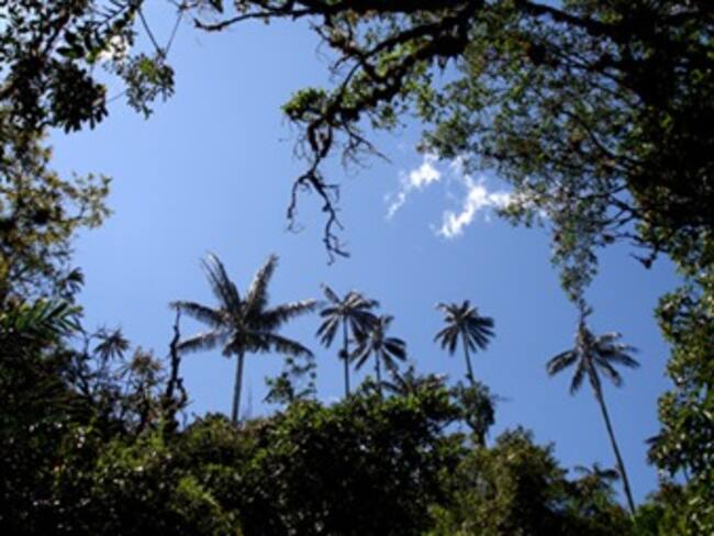 Palmas colombianas, con gran potencial económico
