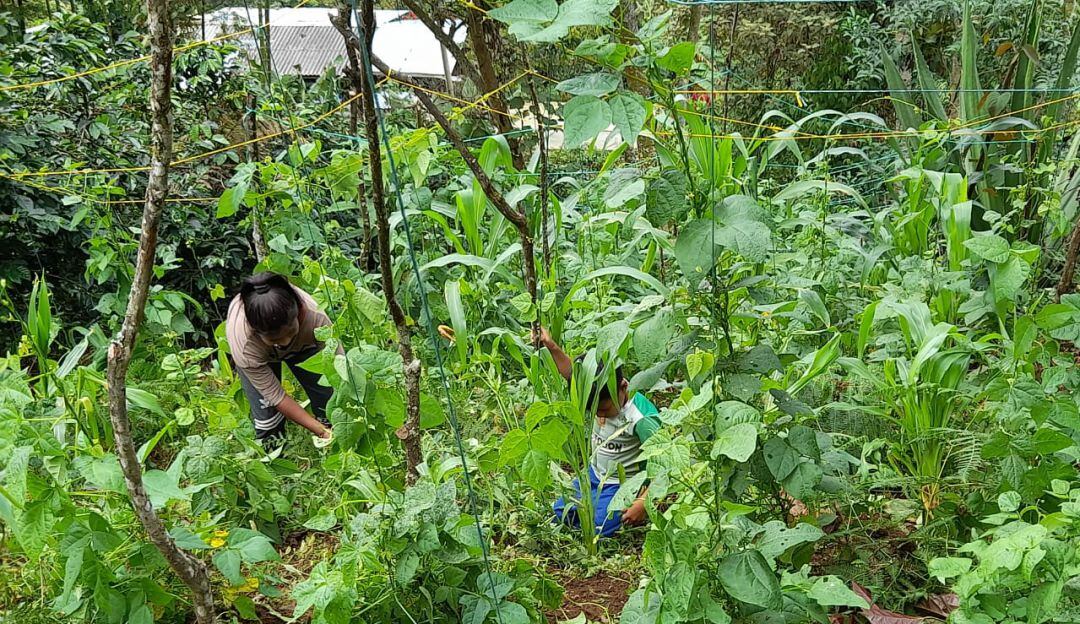 Cultivos en la comunidad Nasa, en el Cauca