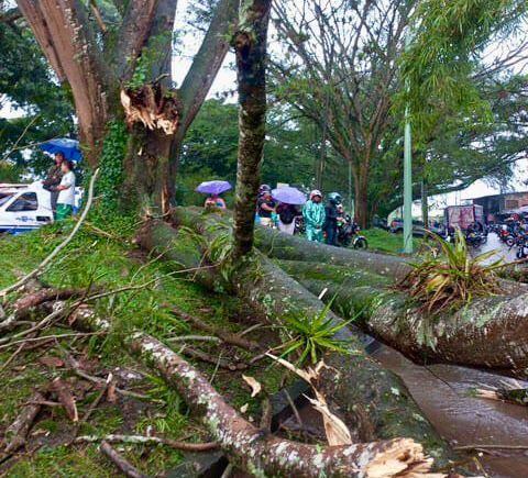 Foto: Vías del Samán (suministrada)