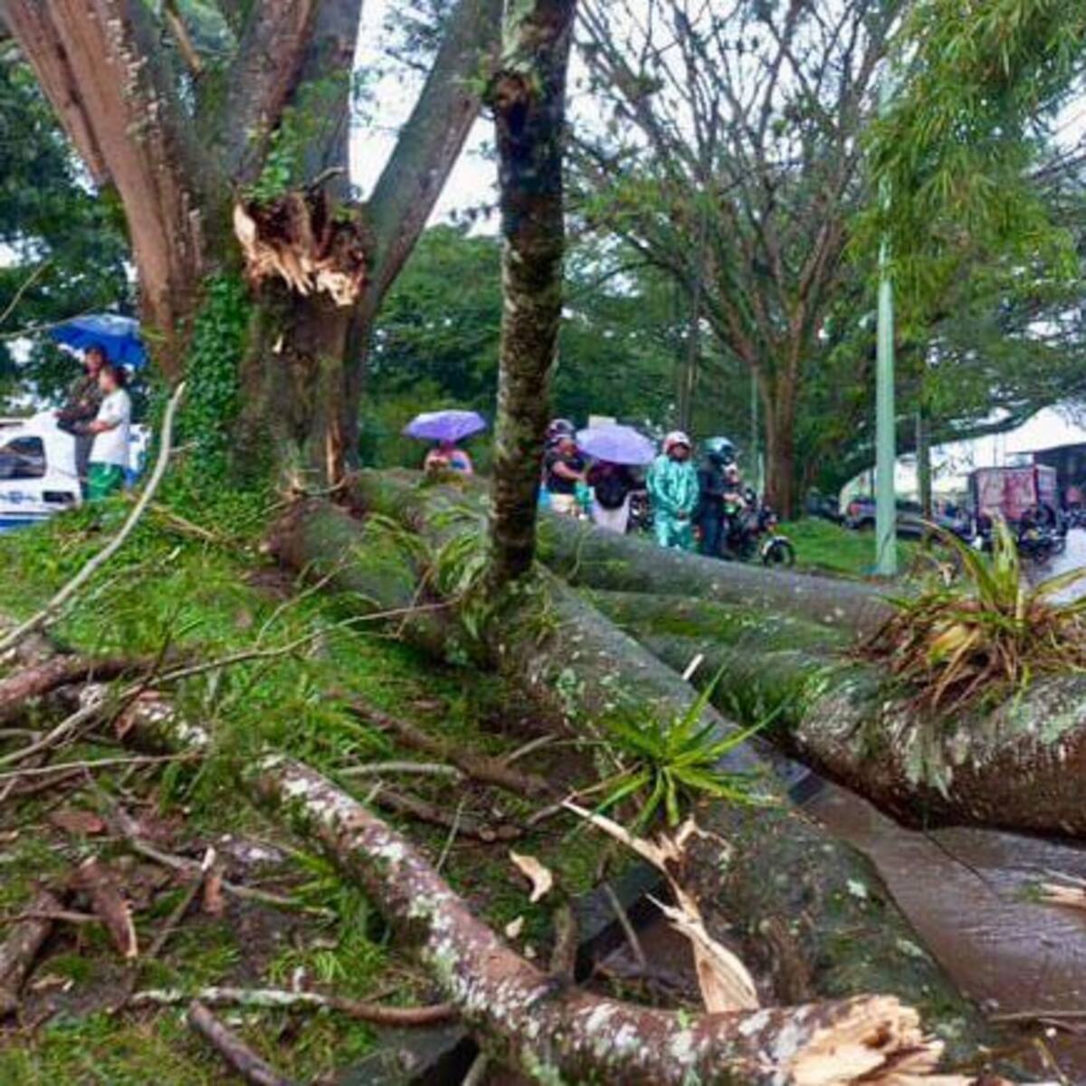 Carder alerta que al menos mil árboles estarían enfermos en el área metropolitana de Pereira