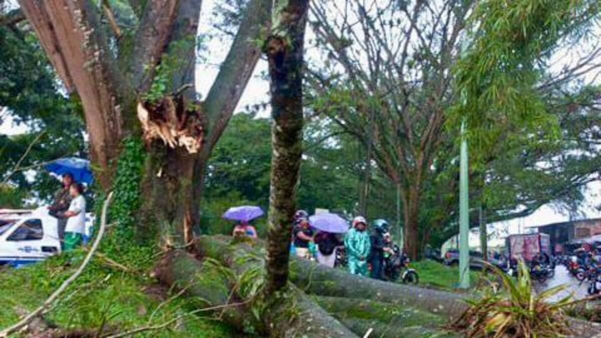 Carder alerta que al menos mil árboles estarían enfermos en el área metropolitana de Pereira