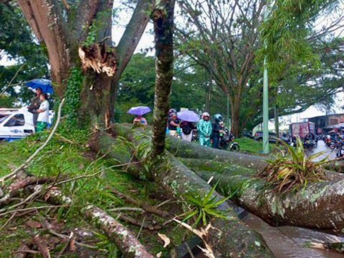 Carder alerta que al menos mil árboles estarían enfermos en el área metropolitana de Pereira