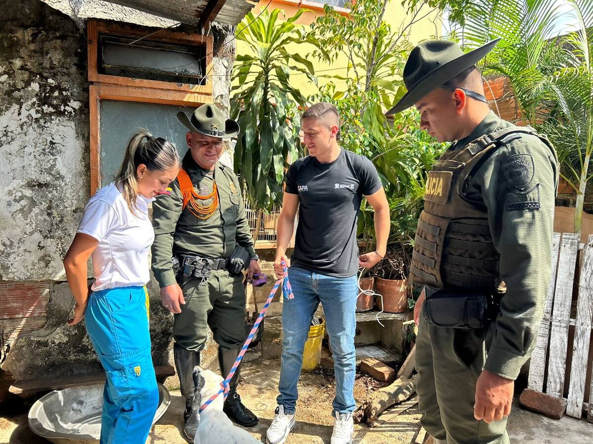 El CAPA rescató a 19 perros y gatos que estaban en mal estado en una vivienda de Ibagué