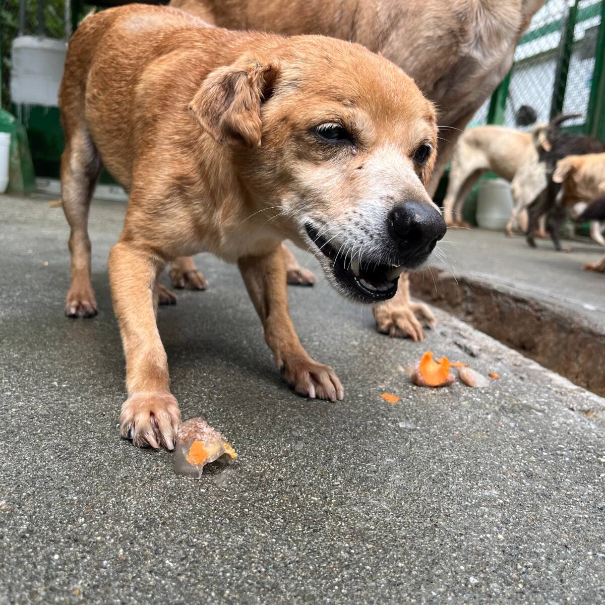 Medellín promueve adopción de animales viejos: 349 perros y gatos mayores esperan hogar en La Perla