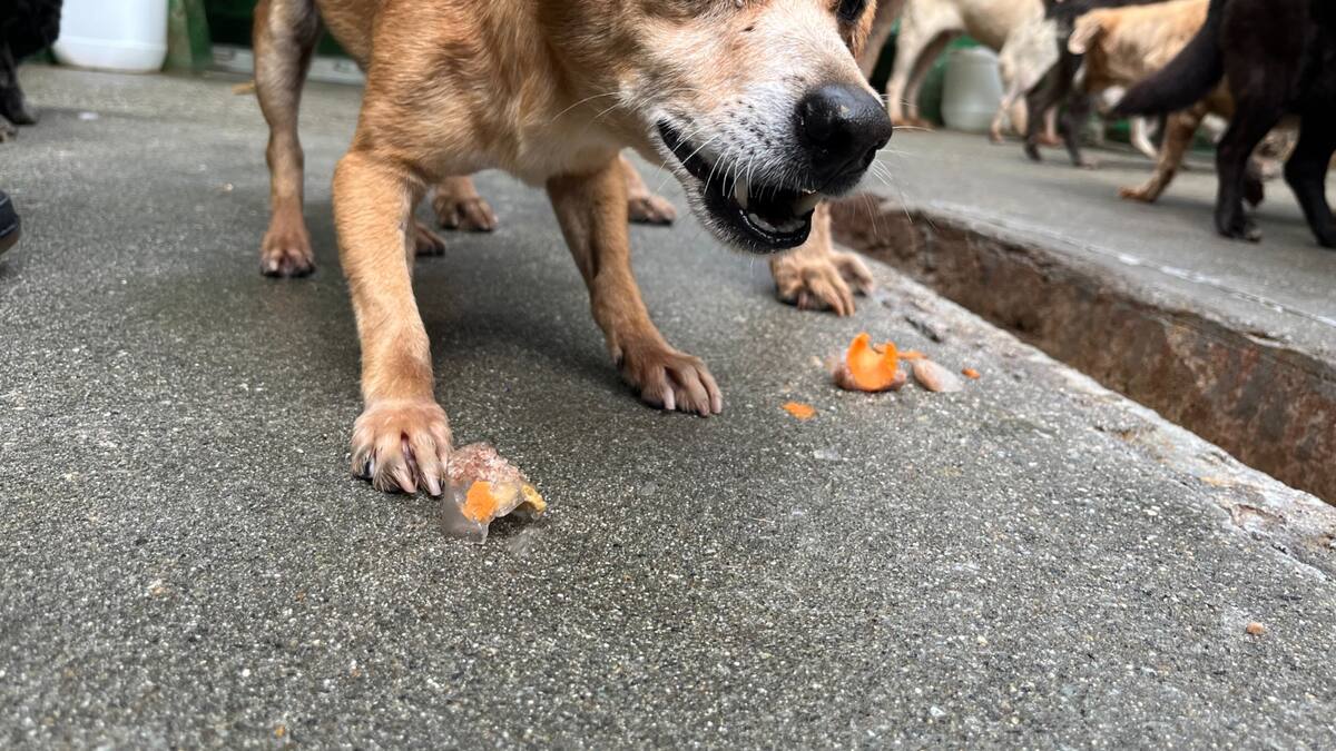 Medellín promueve adopción de animales viejos: 349 perros y gatos mayores esperan hogar en La Perla