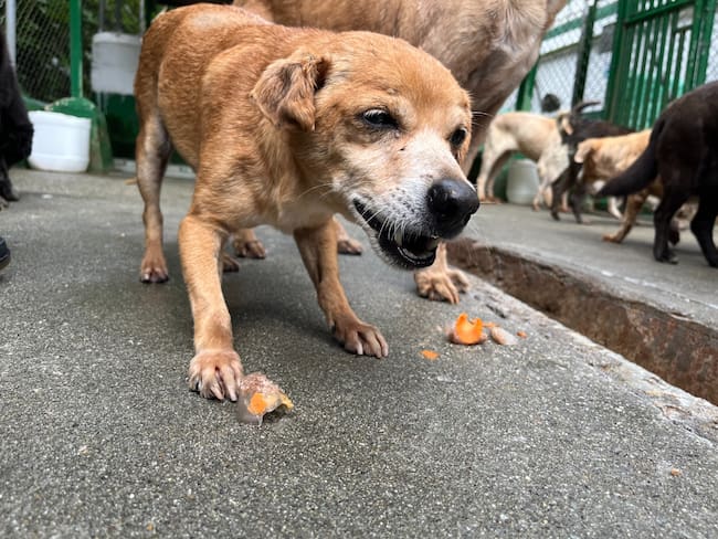Medellín promueve adopción de animales viejos: 349 perros y gatos mayores esperan hogar en La Perla