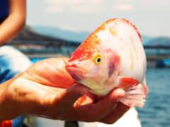 La producción para el 2024,podrian llegar a 1500 a 2000 toneladas.