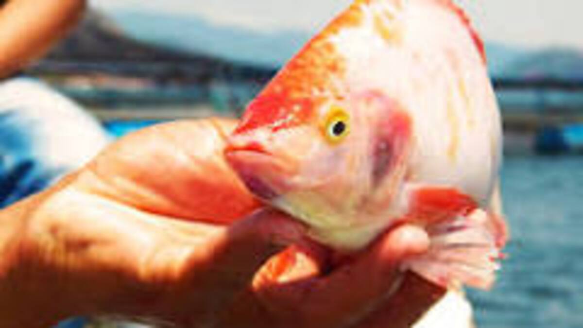 Producción de tilapia en el Huila ha disminuido 7% en el 2023