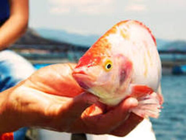 La producción para el 2024,podrian llegar a 1500 a 2000 toneladas.