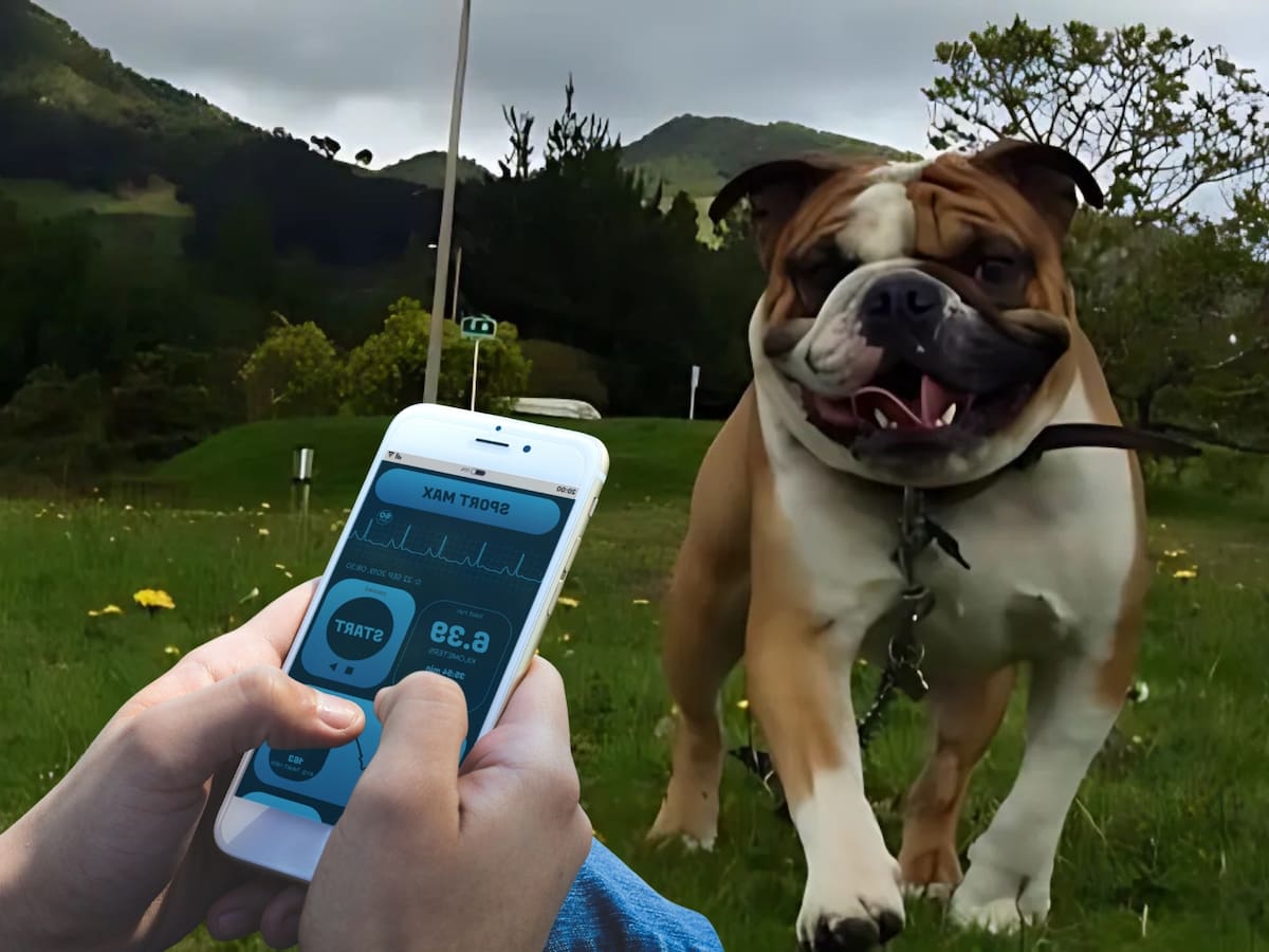 Crean app para prevenir enfermedades en mascotas: ¿Cómo funciona?