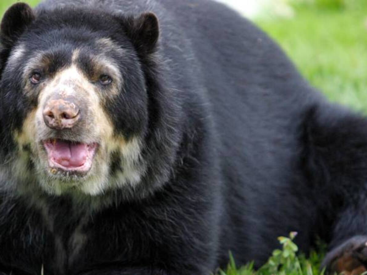 Oso "Chucho" seguirá en Barranquilla