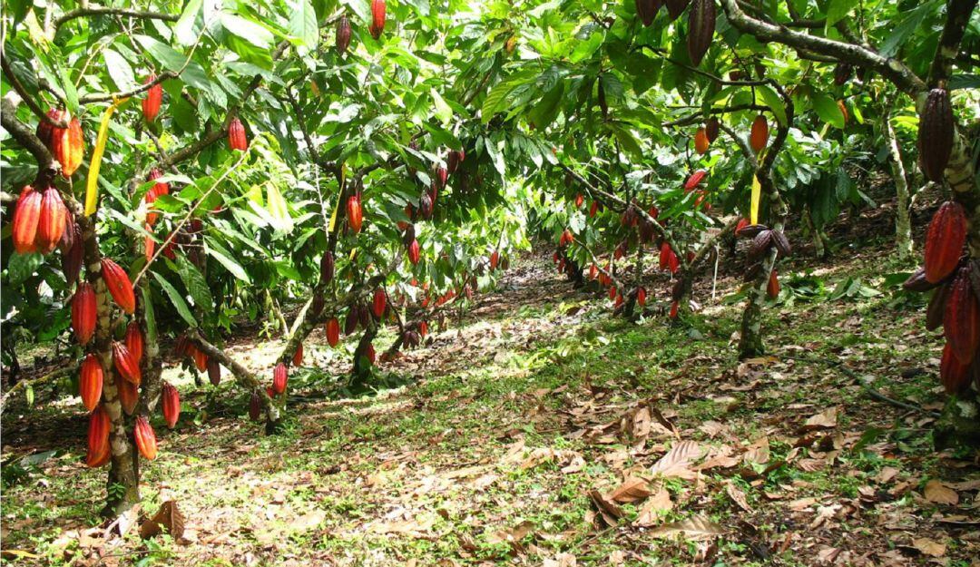 Nuevos proyectos de renovación y sustitución de cacao se adelantarán en la región.